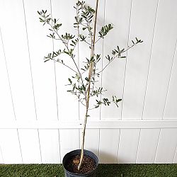 Quercus virginiana, Live Oak, Southern Oak Tree Quercus virginiana, Live Oak, Southern Oak Tree