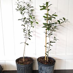 Quercus virginiana, Live Oak, Southern Oak Tree Quercus virginiana, Live Oak, Southern Oak Tree