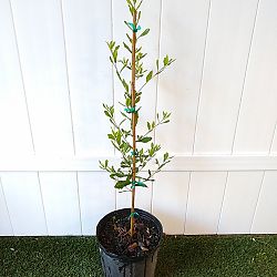Quercus virginiana, Live Oak, Southern Oak Tree Quercus virginiana, Live Oak, Southern Oak Tree