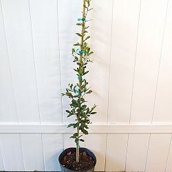 Quercus virginiana, Live Oak, Southern Oak Tree Quercus virginiana, Live Oak, Southern Oak Tree