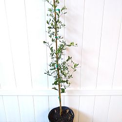 Quercus virginiana, Live Oak, Southern Oak Tree Quercus virginiana, Live Oak, Southern Oak Tree