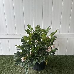 Dwarf China Doll Tree Dwarf China Doll Tree