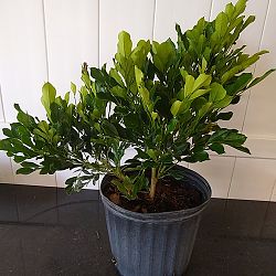 Dwarf China Doll Tree Dwarf China Doll Tree