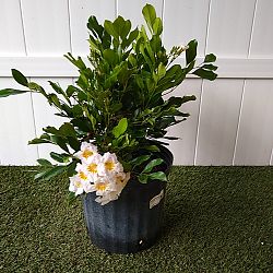 Dwarf China Doll Tree Dwarf China Doll Tree