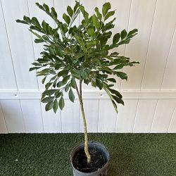 Dwarf China Doll Tree Dwarf China Doll Tree