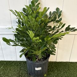 Dwarf China Doll Tree Dwarf China Doll Tree