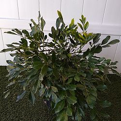 Dwarf China Doll Tree Dwarf China Doll Tree