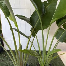 Traveler's Palm Traveler's Palm