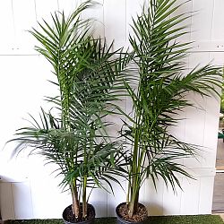 Majesty Palm Majesty Palm