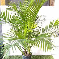 Majesty Palm Majesty Palm