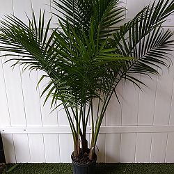 Majesty Palm Majesty Palm