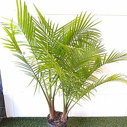 Majesty Palm Majesty Palm