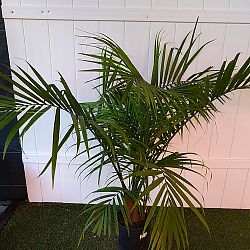 Majesty Palm Majesty Palm