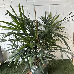 Lady Palm Lady Palm