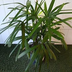Lady Palm Lady Palm