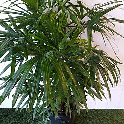Lady Palm Lady Palm