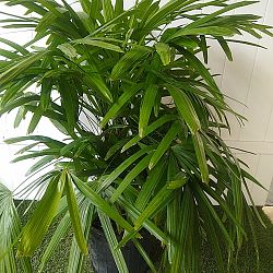 Lady Palm Lady Palm