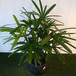 Lady Palm Lady Palm
