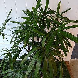 Lady Palm Lady Palm