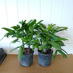 Rhapis excelsa 'Koban', Puffy Leaf Lady Palm Rhapis excelsa 'Koban', Puffy Leaf Lady Palm