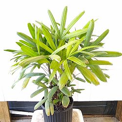 Rhapis excelsa 'Koban', Puffy Leaf Lady Palm Rhapis excelsa 'Koban', Puffy Leaf Lady Palm