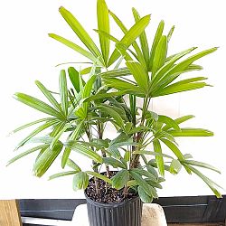 Rhapis excelsa 'Koban', Puffy Leaf Lady Palm Rhapis excelsa 'Koban', Puffy Leaf Lady Palm