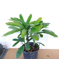 Rhapis excelsa 'Koban', Puffy Leaf Lady Palm Rhapis excelsa 'Koban', Puffy Leaf Lady Palm