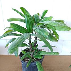 Rhapis excelsa 'Koban', Puffy Leaf Lady Palm Rhapis excelsa 'Koban', Puffy Leaf Lady Palm