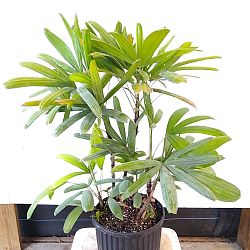 Rhapis excelsa 'Koban', Puffy Leaf Lady Palm Rhapis excelsa 'Koban', Puffy Leaf Lady Palm