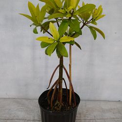 Rhizophora mangle, Mangrove - Red American Rhizophora mangle, Mangrove - Red American