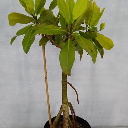 Rhizophora mangle, Mangrove - Red American Rhizophora mangle, Mangrove - Red American