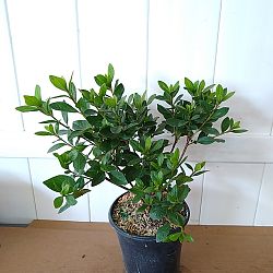 Rhododendron ‘Red Ruffles’, Rutherford Azalea | PlantVine