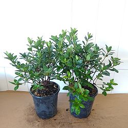 Rhododendron ‘Red Ruffles’, Rutherford Azalea | PlantVine