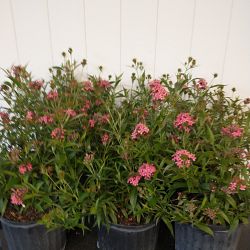 Rondeletia leucophylla, Panama Rose Rondeletia leucophylla, Panama Rose