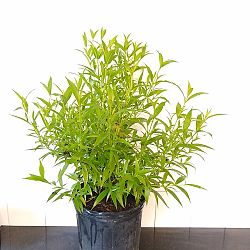 Rondeletia leucophylla, Panama Rose Rondeletia leucophylla, Panama Rose