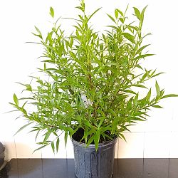 Rondeletia leucophylla, Panama Rose Rondeletia leucophylla, Panama Rose