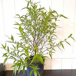 Rondeletia leucophylla, Panama Rose Rondeletia leucophylla, Panama Rose