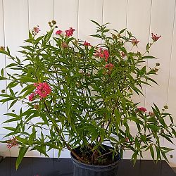 Rondeletia leucophylla, Panama Rose Rondeletia leucophylla, Panama Rose