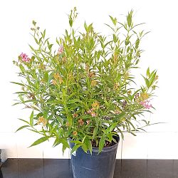 Rondeletia leucophylla, Panama Rose Rondeletia leucophylla, Panama Rose