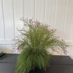 Firecracker Bush Firecracker Bush