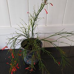 Firecracker Bush Firecracker Bush