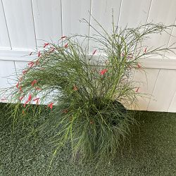 Firecracker Bush Firecracker Bush