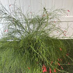 Firecracker Bush Firecracker Bush