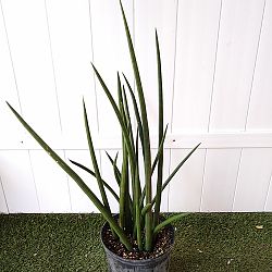 Sansevieria cylindrica Sansevieria cylindrica