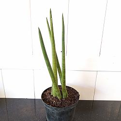 Sansevieria cylindrica Sansevieria cylindrica