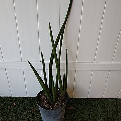 Sansevieria cylindrica Sansevieria cylindrica