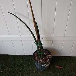 Sansevieria cylindrica Sansevieria cylindrica