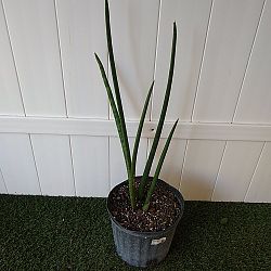 Sansevieria cylindrica Sansevieria cylindrica