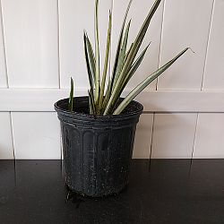 Sansevieria trifasciata 'Bantel's Sensation' Sansevieria trifasciata 'Bantel's Sensation'