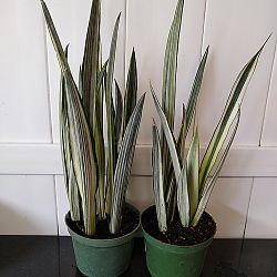 Sansevieria trifasciata 'Bantel's Sensation' Sansevieria trifasciata 'Bantel's Sensation'